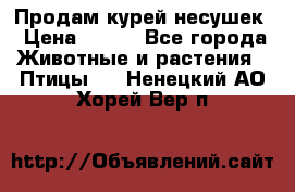 Продам курей несушек › Цена ­ 350 - Все города Животные и растения » Птицы   . Ненецкий АО,Хорей-Вер п.